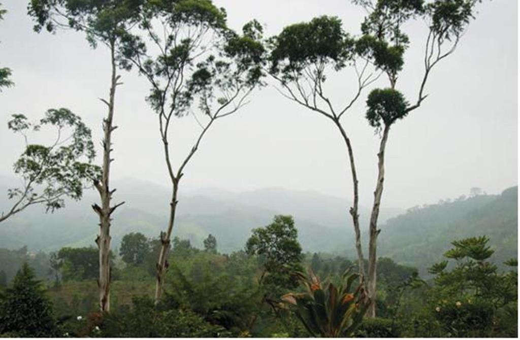 Hatale Tea Estate Bungalow Madulkele Buitenkant foto