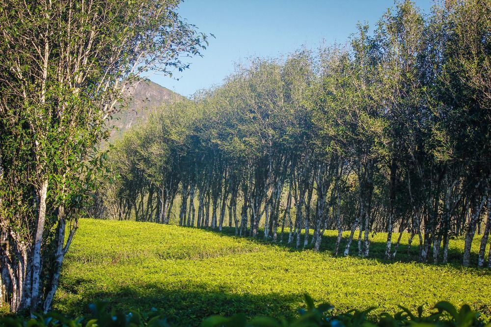 Hatale Tea Estate Bungalow Madulkele Buitenkant foto