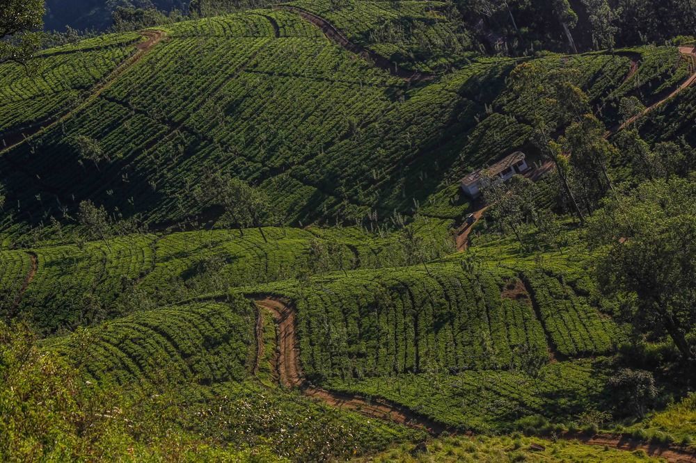 Hatale Tea Estate Bungalow Madulkele Buitenkant foto